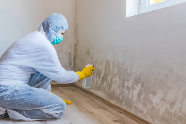 Licensed Mold Remediation service in Oakland, FL - WQB Mold Removal
